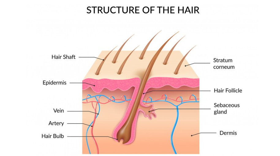 hair follicle anatomy
