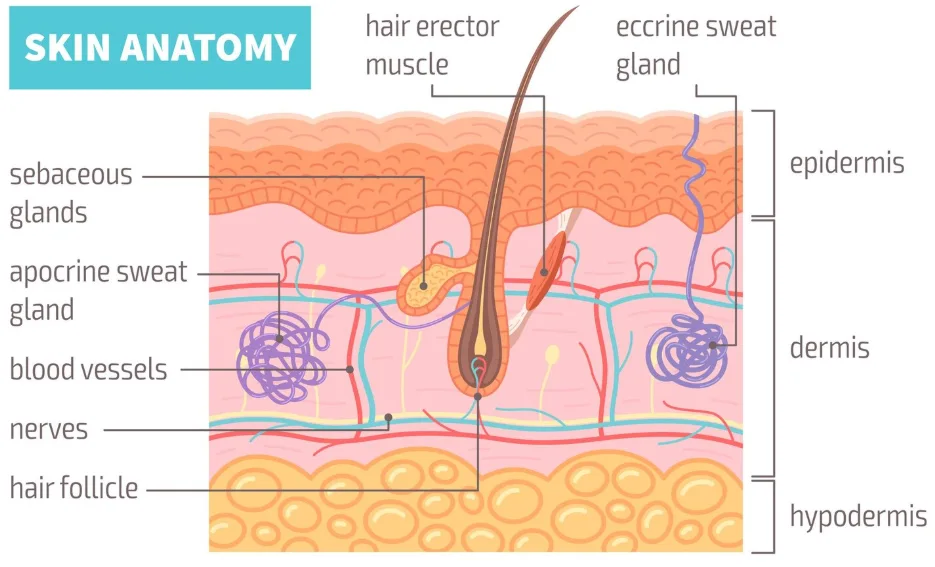 hair skin anatomy dht block