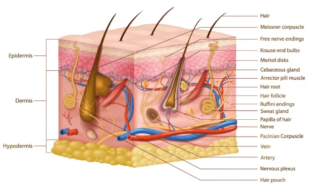 hair-anatomy
