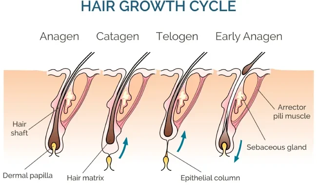 hair-growth-cycle